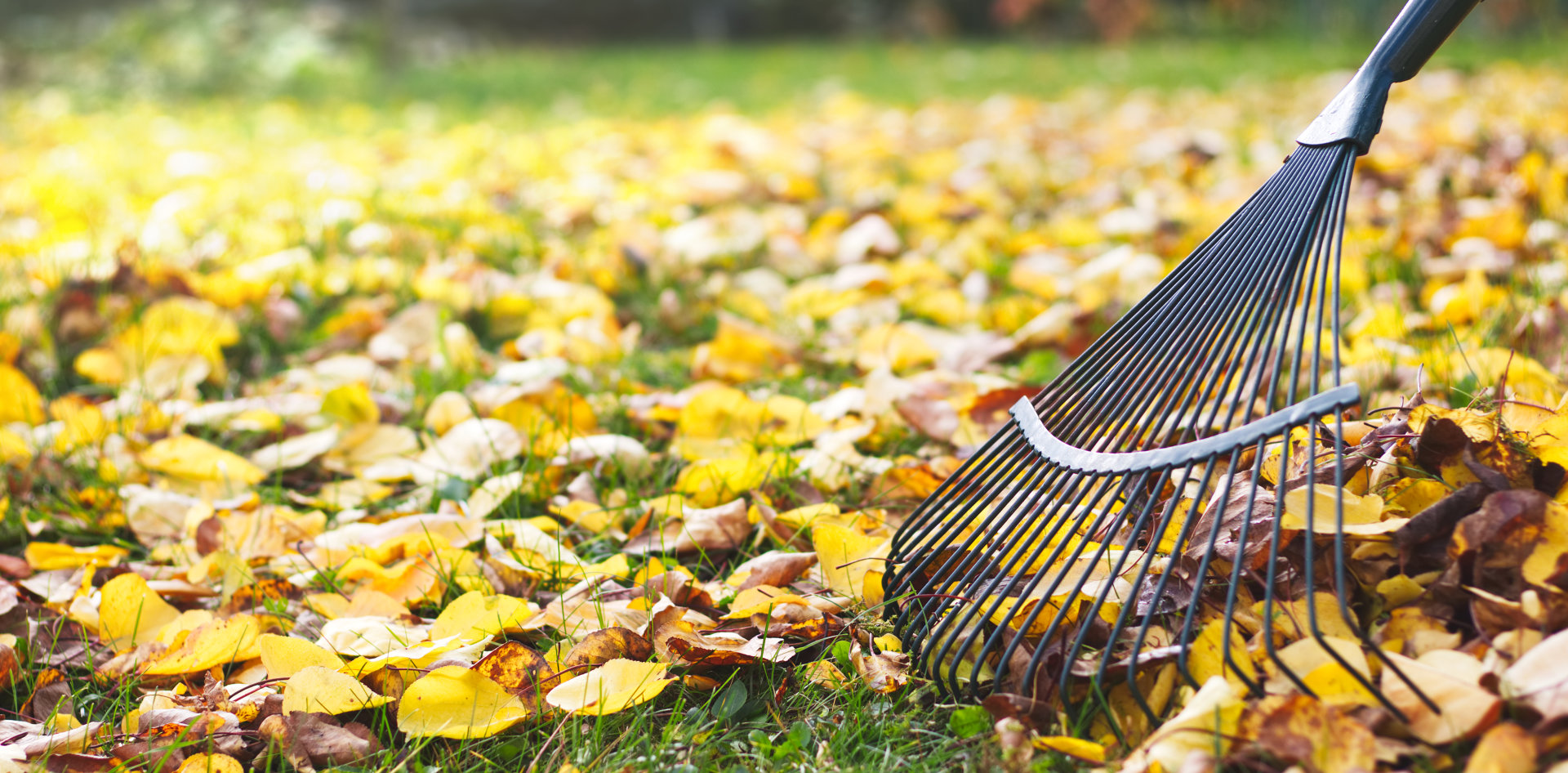 rake with fallen leaves